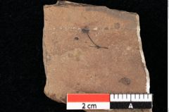 Foto (Detailansicht) von Smilax coriacea Ettingshausen (NHMW-GEO-2024-0188-0398)